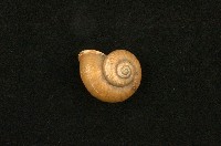 藏品(姬臺灣山蝸牛)的圖片